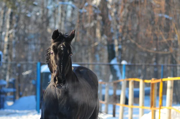 Ritratto di un bellissimo cavallo nero — Foto Stock