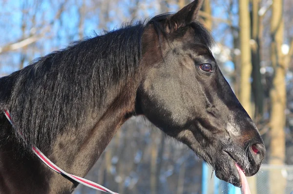 Портрет красивой черной лошади — стоковое фото