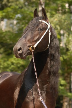 Horse portrait clipart