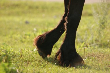 Horse hoofs clipart