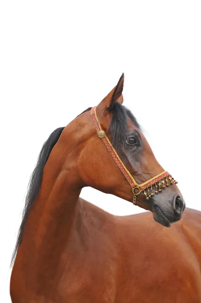 Arabische paard geïsoleerd — Stockfoto