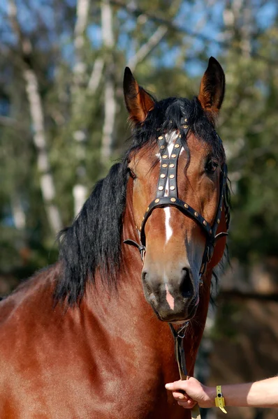 Cavalo retrato de cavalo rascunho russo — Fotografia de Stock