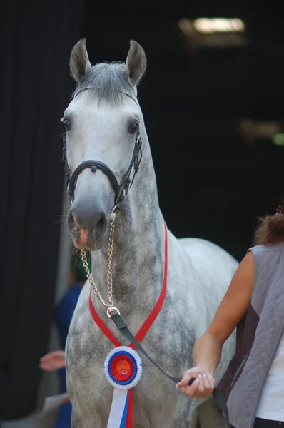 Dapple-Grey häst — Stockfoto