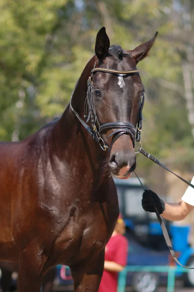 Портрет красивой черной лошади — стоковое фото