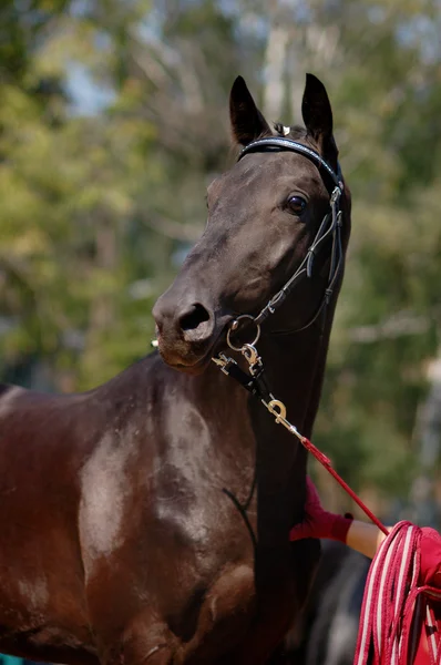 Retrato de hermoso caballo negro —  Fotos de Stock