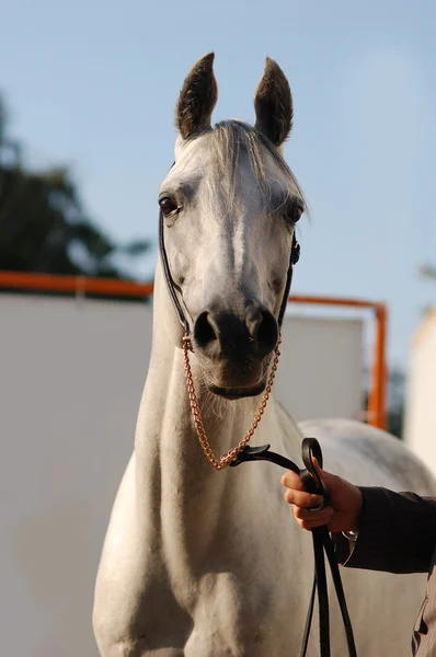 Cavalo árabe isolado — Fotografia de Stock