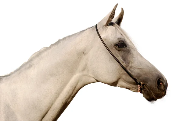 Cavallo arabo isolato — Foto Stock