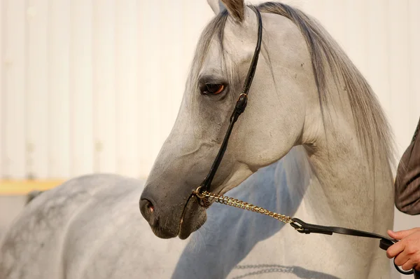 Na białym tle koni arabskich — Zdjęcie stockowe