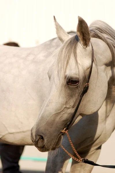 Ізольована арабський кінь — стокове фото