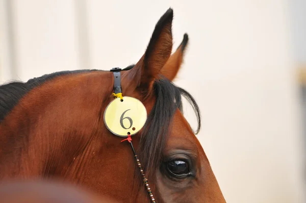 Närbild av hästar öga — Stockfoto
