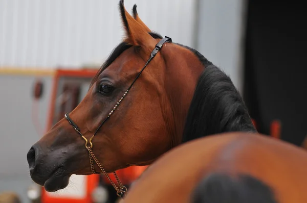 Arabische paard portret — Stockfoto