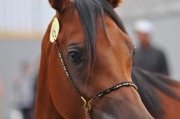 Fechar de olhos de cavalos — Fotografia de Stock