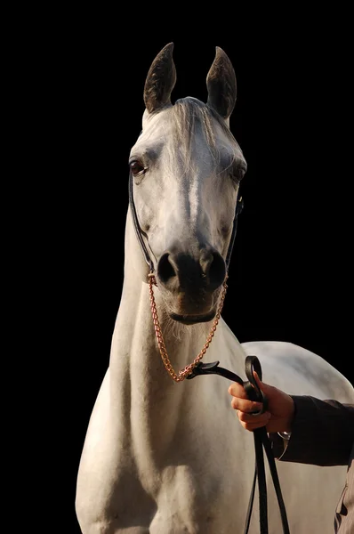 Koń - na czarnym tle — Zdjęcie stockowe