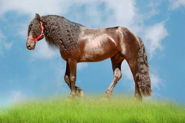 Black horse on the blue and green — Stock Photo, Image