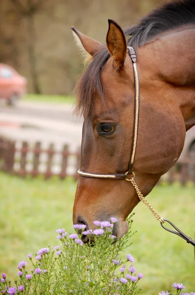 Портрет красивой лошади — стоковое фото
