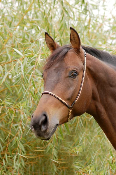 Portrait of beautiful bay horse — Stock Photo, Image