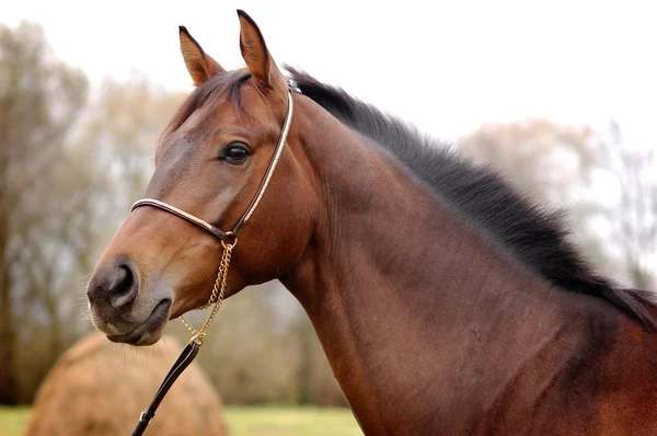 Retrato de hermoso caballo de la bahía —  Fotos de Stock