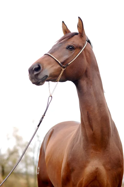 Retrato de belo cavalo baía — Fotografia de Stock
