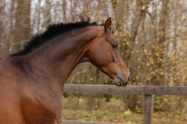 Porträtt av rörliga häst — Stockfoto