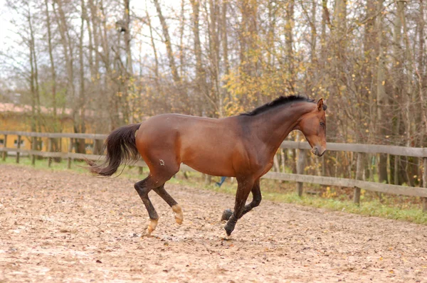 Corrida de cavalo marrom — Fotografia de Stock