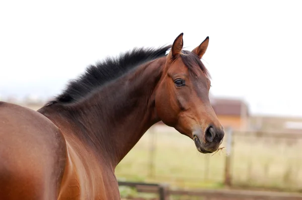 Ritratto di bel cavallo di baia — Foto Stock