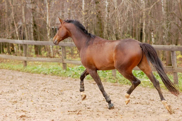 Courses de chevaux brunes — Photo