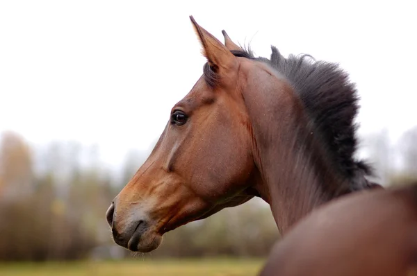 Portrait de beau cheval de baie — Photo