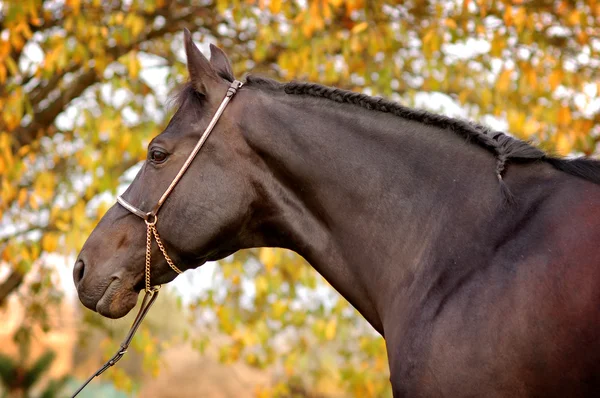 Retrato de belo cavalo preto — Fotografia de Stock