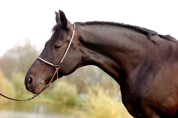 Portret piękny czarny koń — Zdjęcie stockowe
