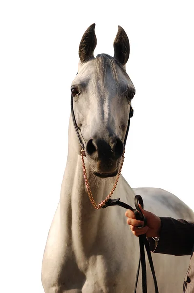 Koń - na białym tle — Zdjęcie stockowe