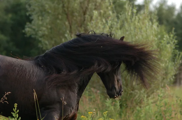 Impressive frisian stallion on a paddock — Stock Photo, Image