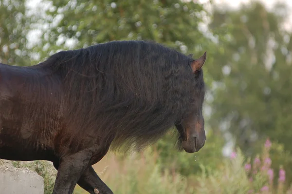 パドックで印象的なフリジア語馬 — ストック写真