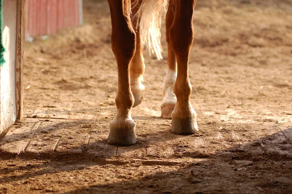 Копыта лошади — стоковое фото