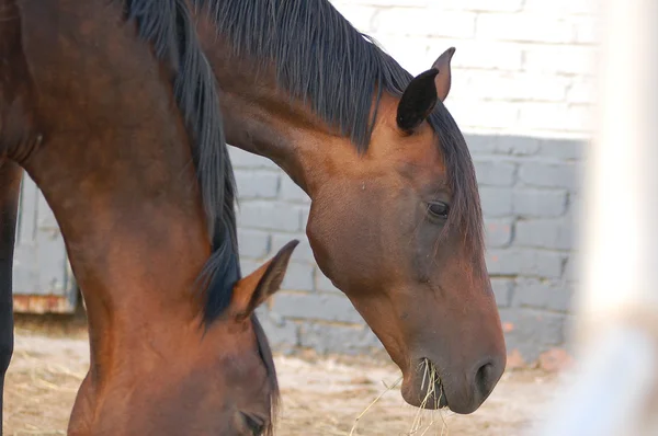 Dois cavalos em paddock — Fotografia de Stock