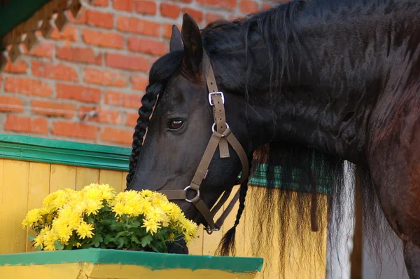 Ló és virágok — Stock Fotó