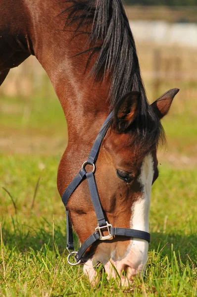 En betande häst — Stockfoto
