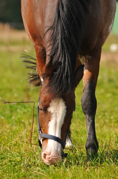 En betande häst — Stockfoto