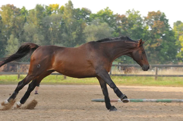 Hästspringet — Stockfoto
