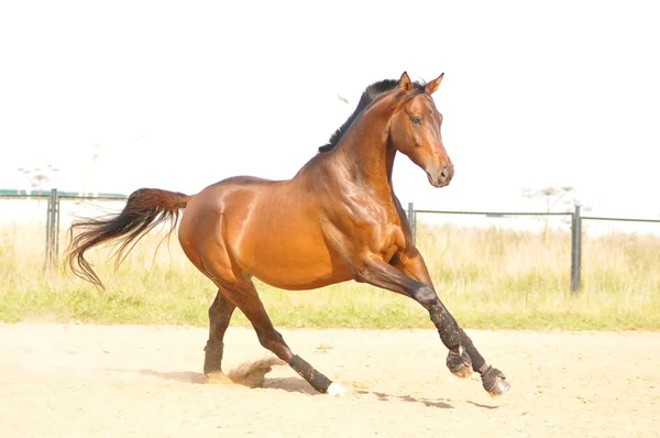 Corsa dei cavalli — Foto Stock