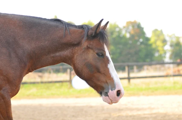 Cavallo bruno che corre — Foto Stock
