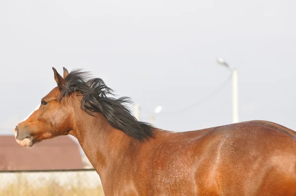Kolejny brązowy koń — Zdjęcie stockowe