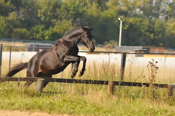 Horse jump — Stock Photo, Image