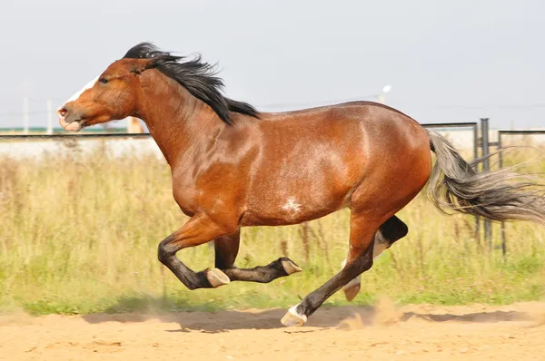 Brown horse running — Stock Photo, Image