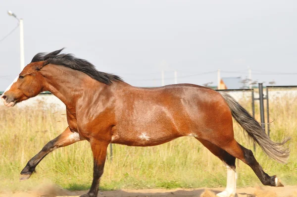 Bruin paard uitgevoerd — Stockfoto