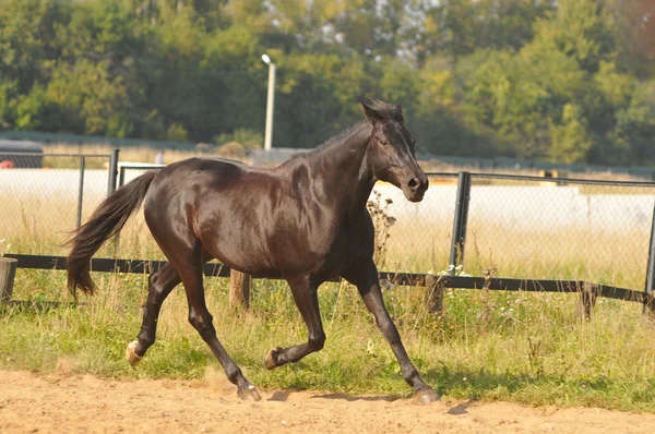 Correr a caballo —  Fotos de Stock