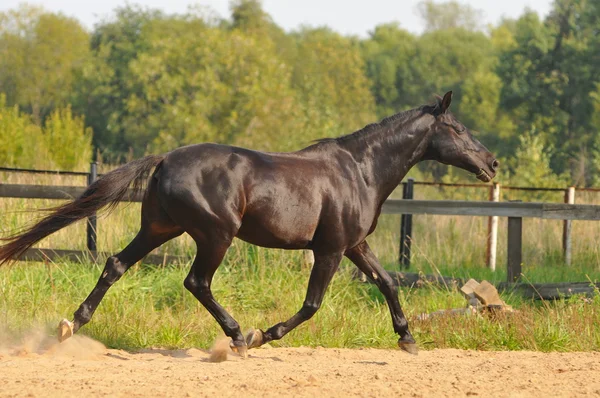 Correr a caballo —  Fotos de Stock