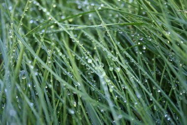 Grass after a rain. clipart