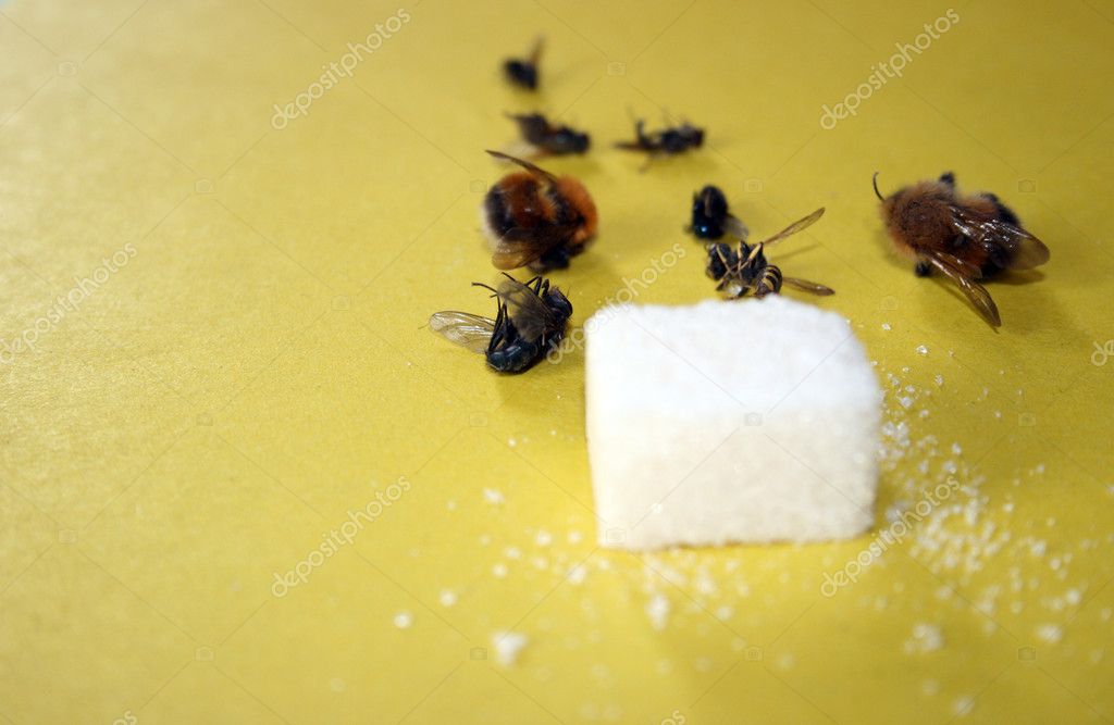 Sugar and flies. Stock Photo by ©papa42 1428564