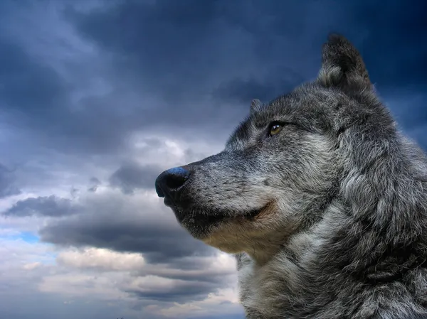 Lobo canadense — Fotografia de Stock