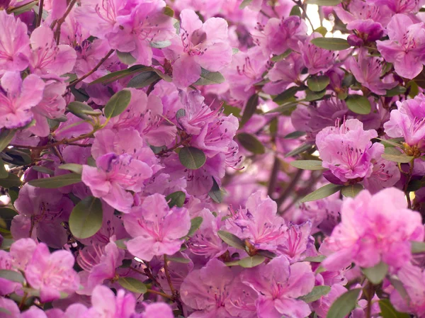 Rhododendron dauricum Stock Photo